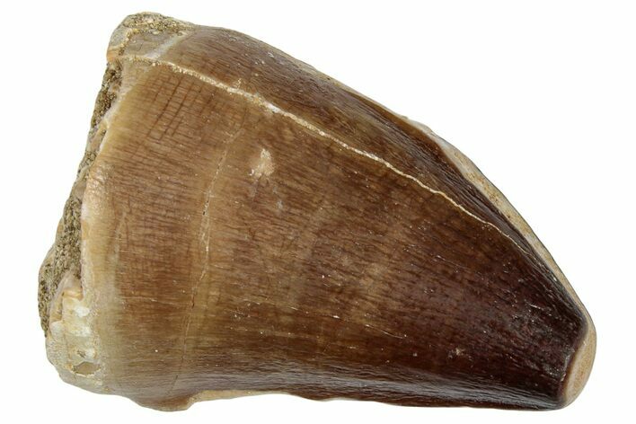 Fossil Mosasaur (Prognathodon) Tooth - Morocco #249802